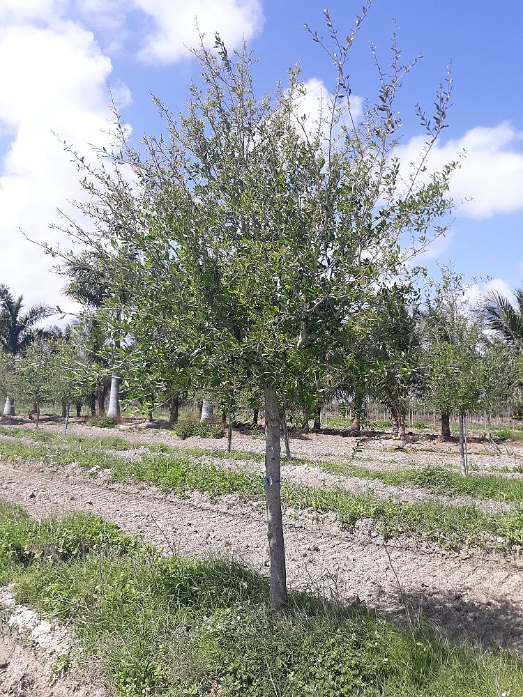 quercus-virginiana-live-oak-southern-oak-tree