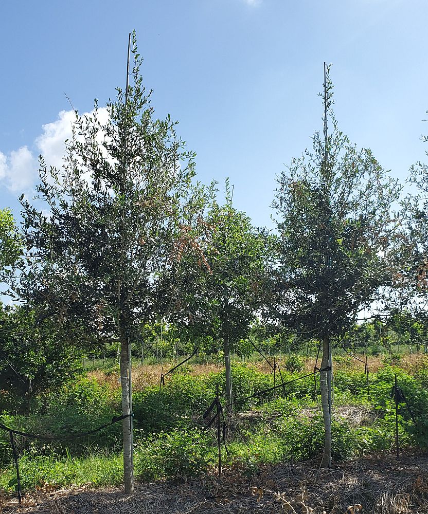 quercus-virginiana-live-oak-southern-oak-tree