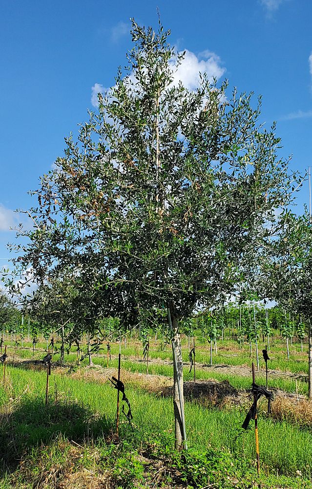 quercus-virginiana-live-oak-southern-oak-tree