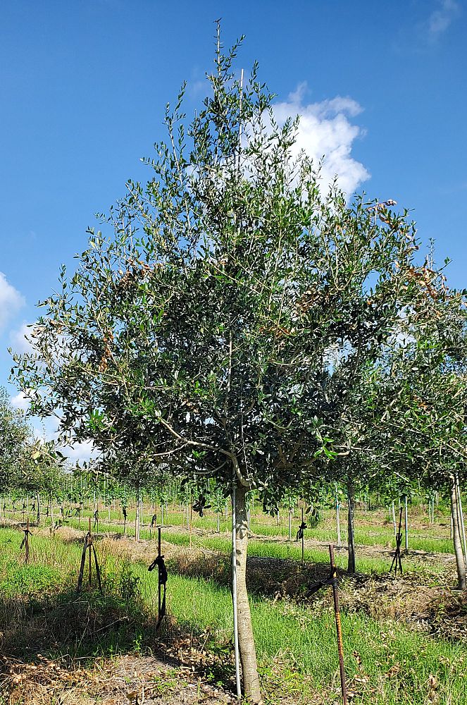quercus-virginiana-live-oak-southern-oak-tree