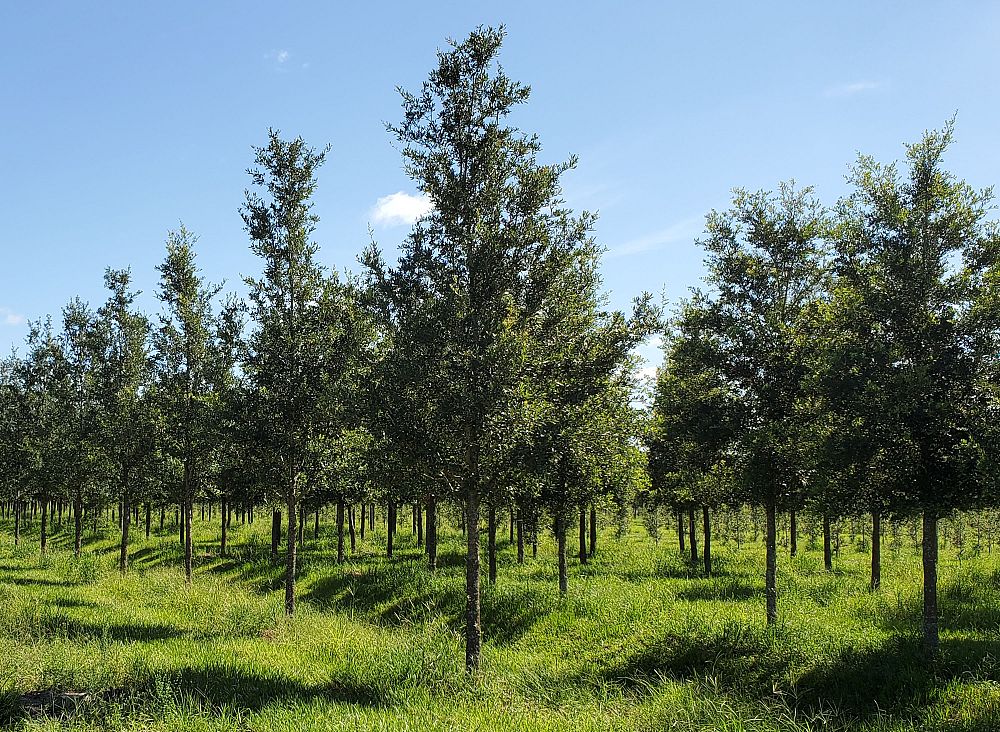 quercus-virginiana-live-oak-southern-oak-tree