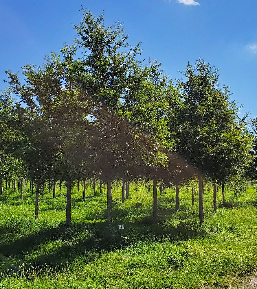 quercus-virginiana-live-oak-southern-oak-tree