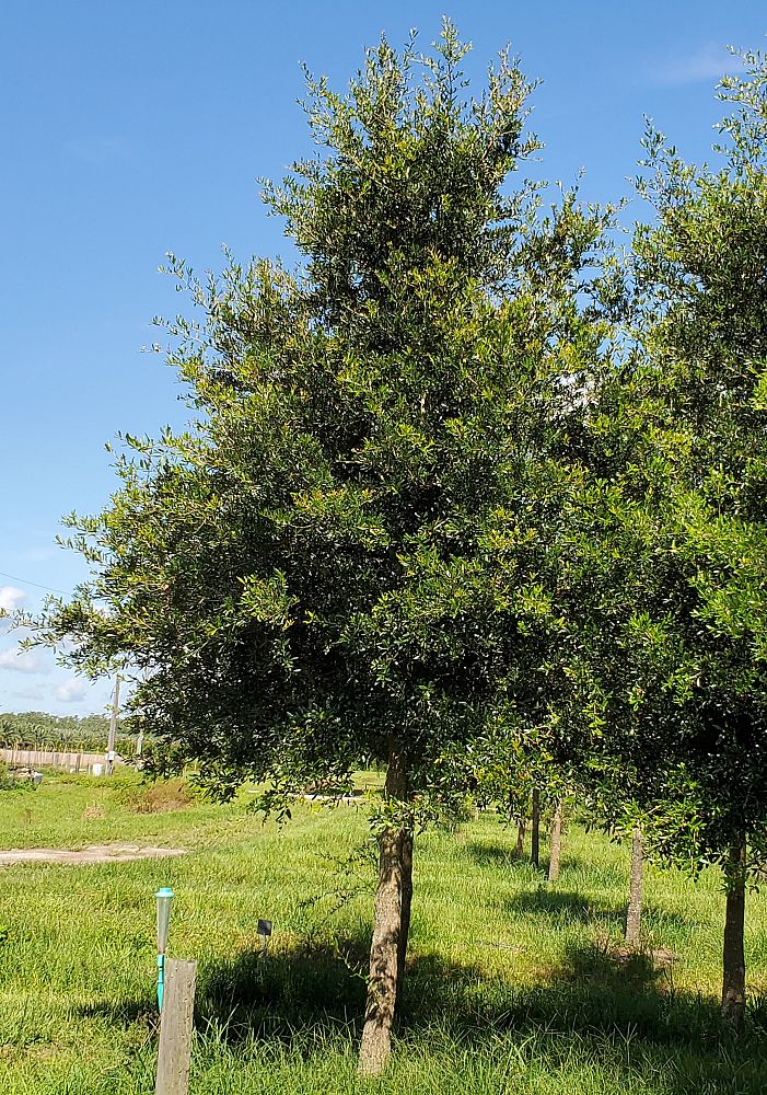 quercus-virginiana-live-oak-southern-oak-tree