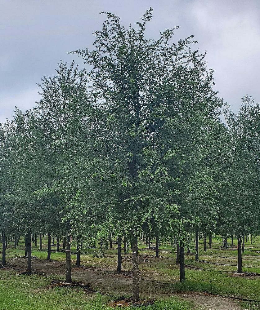 quercus-virginiana-live-oak-southern-oak-tree