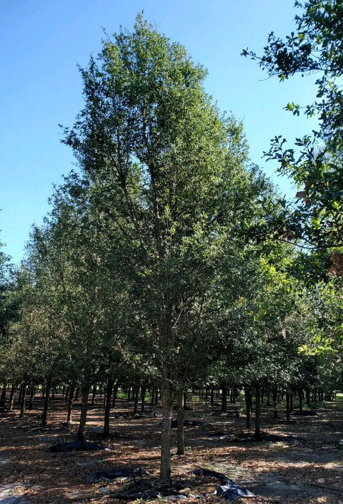 quercus-virginiana-live-oak-southern-oak-tree