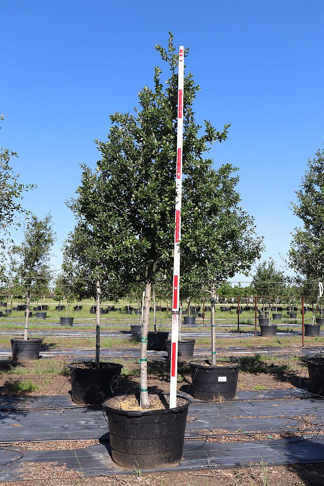 quercus-virginiana-live-oak-southern-oak-tree