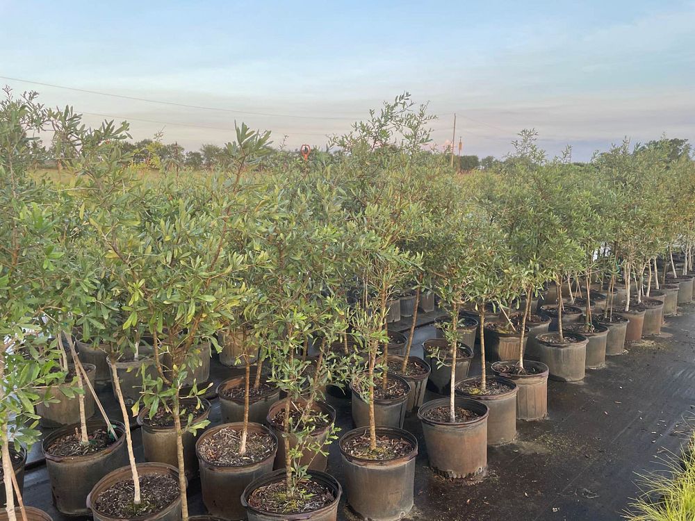 quercus-virginiana-live-oak-southern-oak-tree