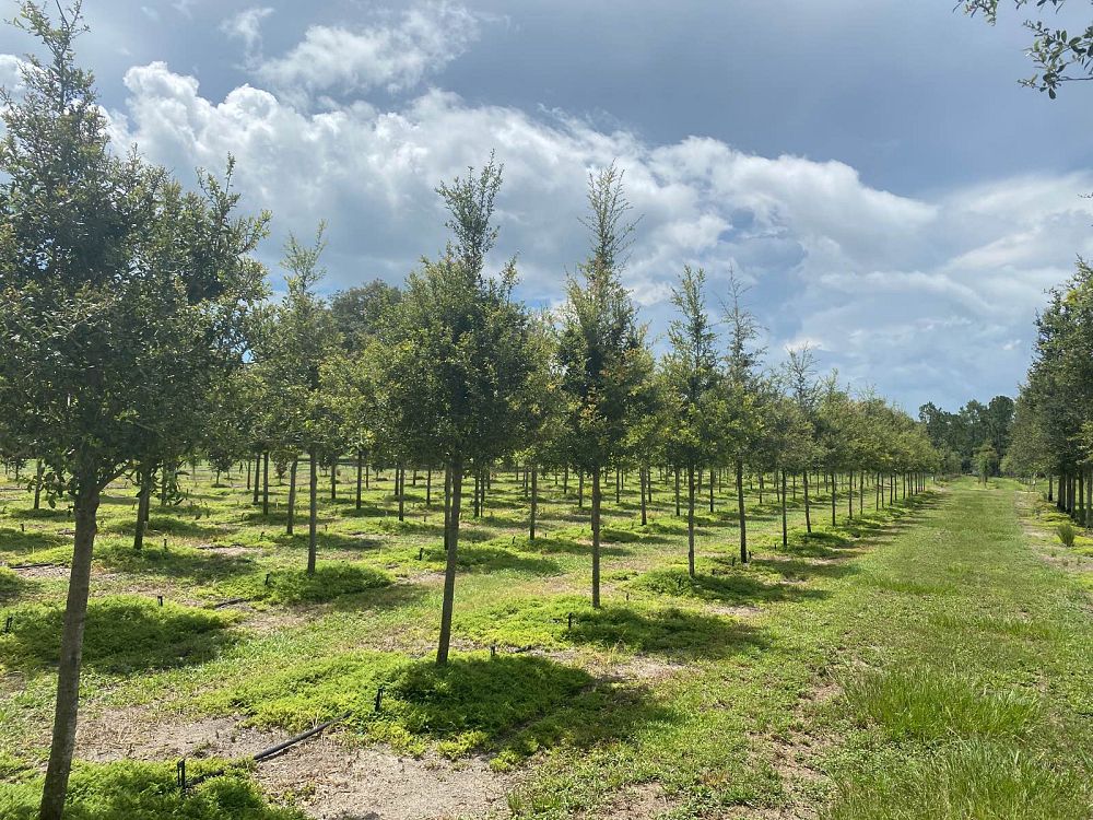 quercus-virginiana-live-oak-southern-oak-tree