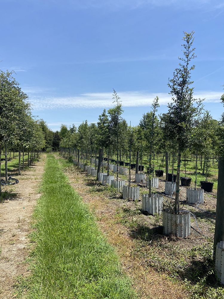 quercus-virginiana-live-oak-southern-oak-tree