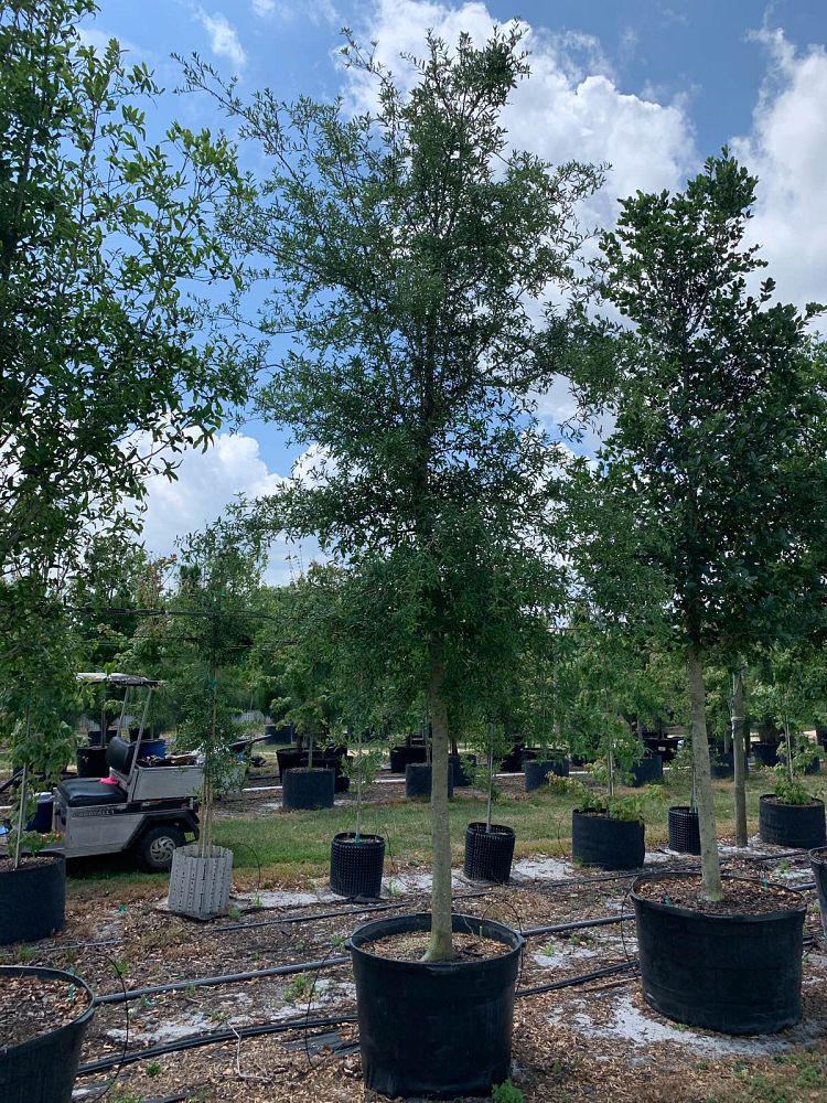 quercus-virginiana-live-oak-southern-oak-tree