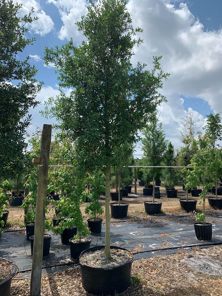 quercus-virginiana-live-oak-southern-oak-tree