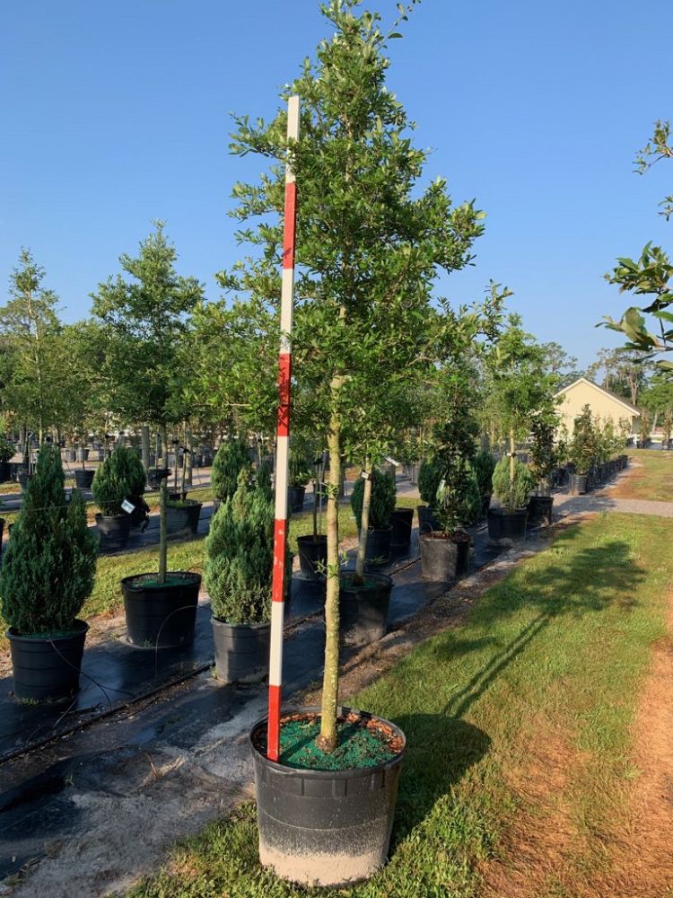 quercus-virginiana-live-oak-southern-oak-tree