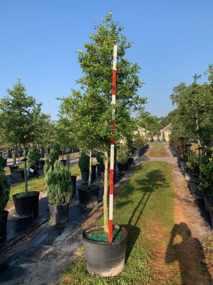 quercus-virginiana-live-oak-southern-oak-tree