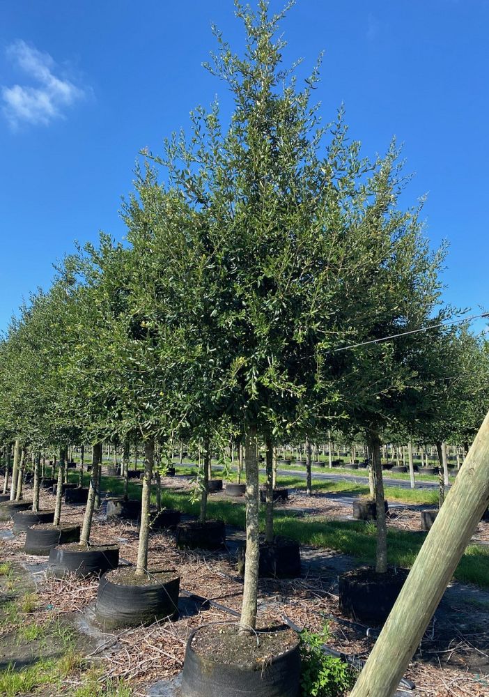 quercus-virginiana-live-oak-southern-oak-tree