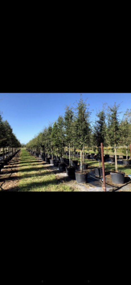 quercus-virginiana-live-oak-southern-oak-tree