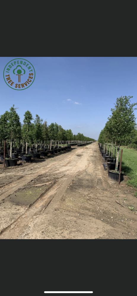 quercus-virginiana-live-oak-southern-oak-tree