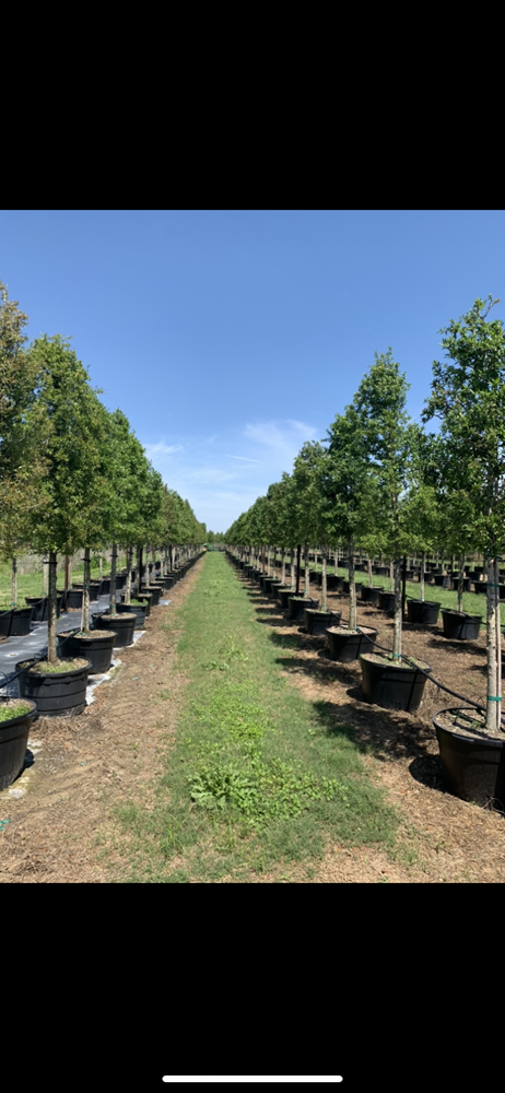 quercus-virginiana-live-oak-southern-oak-tree