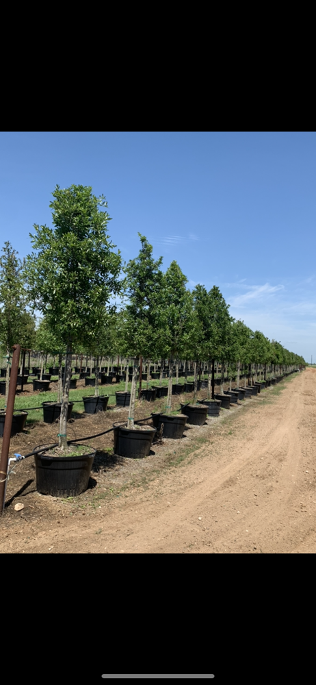 quercus-virginiana-live-oak-southern-oak-tree