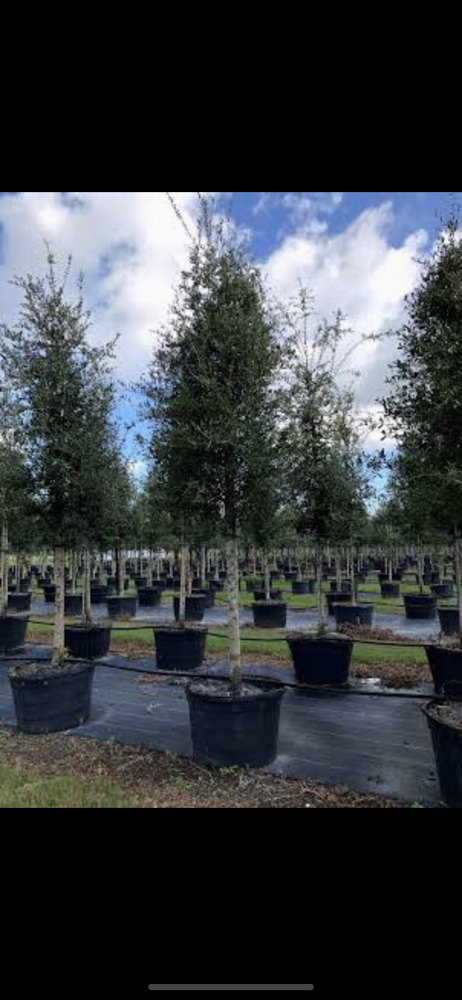 quercus-virginiana-live-oak-southern-oak-tree