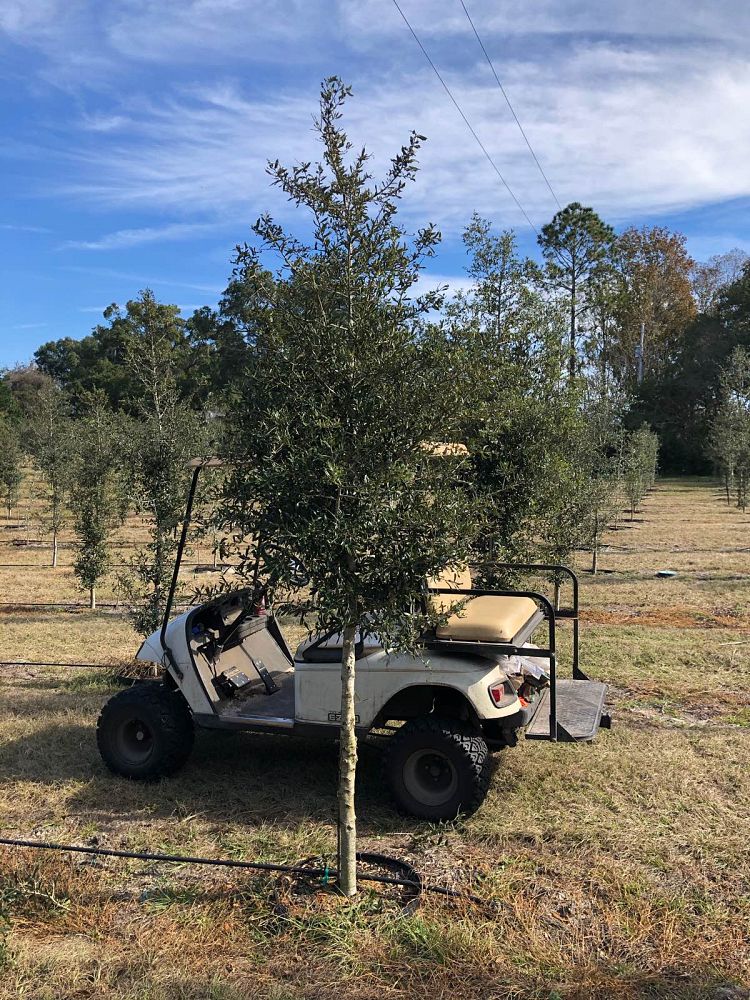 quercus-virginiana-live-oak-southern-oak-tree