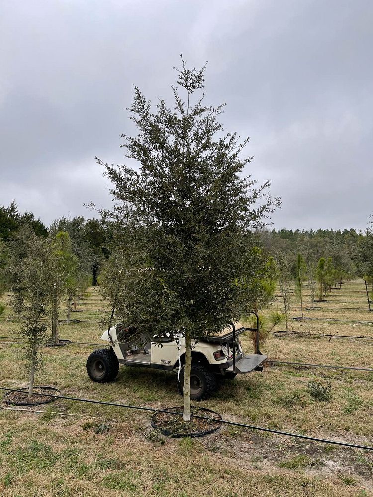 quercus-virginiana-live-oak-southern-oak-tree