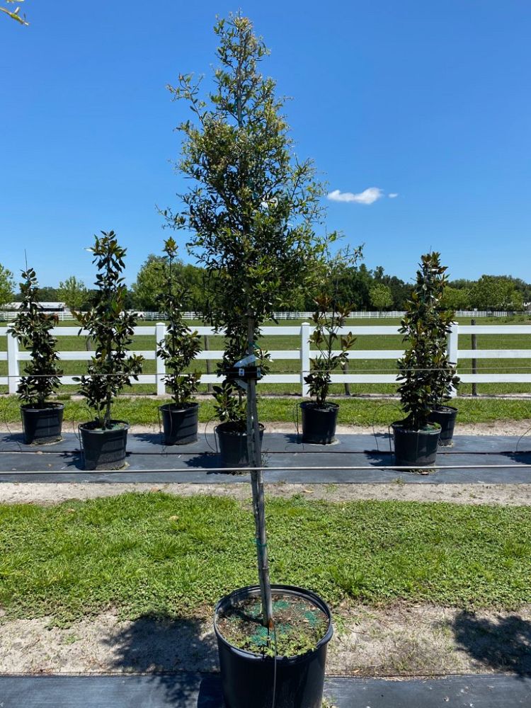 quercus-virginiana-live-oak-southern-oak-tree