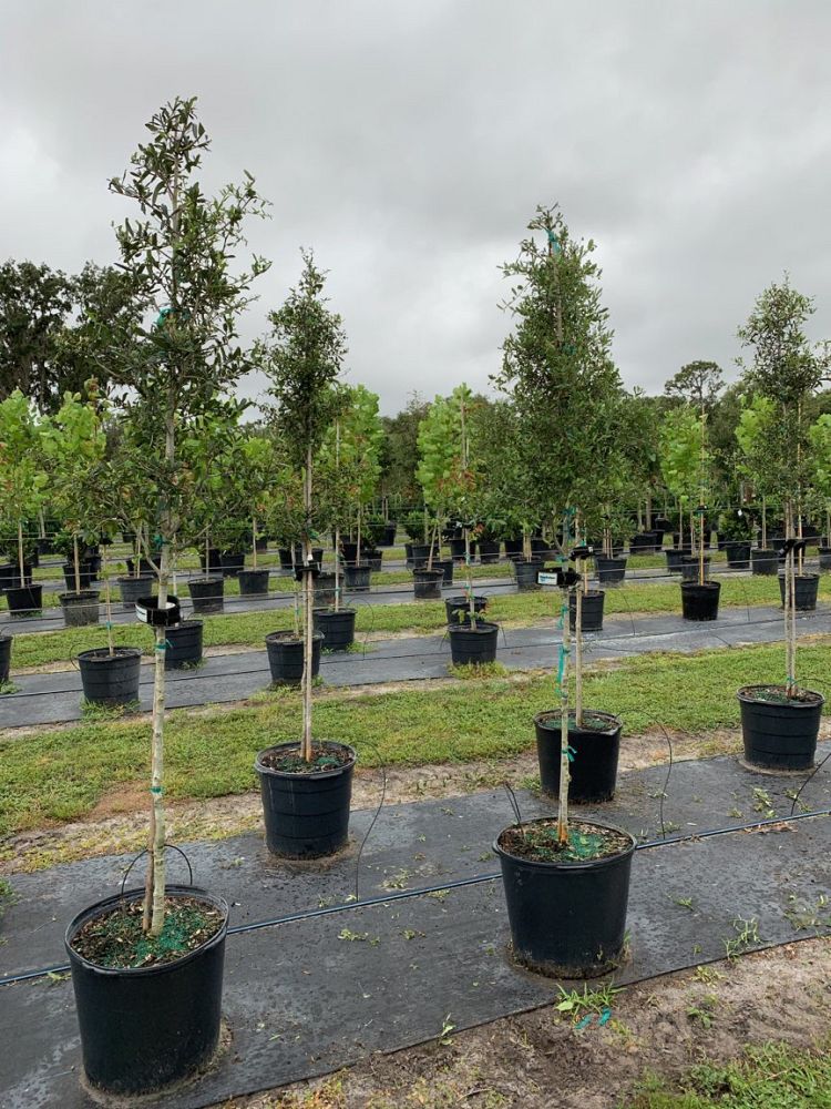 quercus-virginiana-live-oak-southern-oak-tree