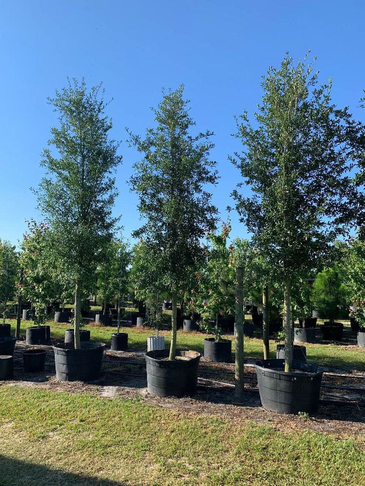 quercus-virginiana-live-oak-southern-oak-tree