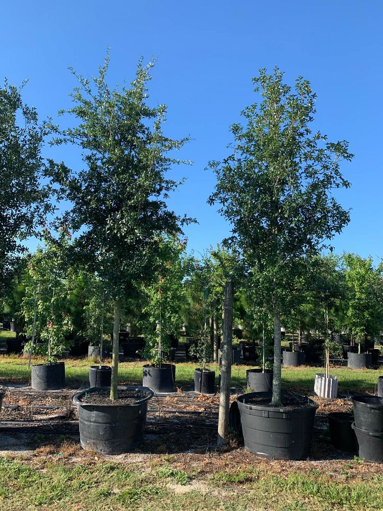 quercus-virginiana-live-oak-southern-oak-tree