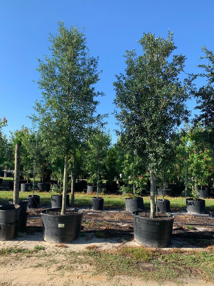 quercus-virginiana-live-oak-southern-oak-tree