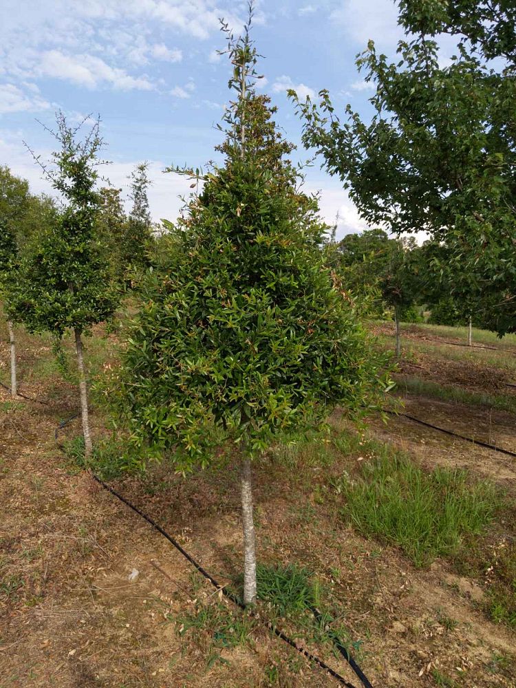 quercus-virginiana-live-oak-southern-oak-tree