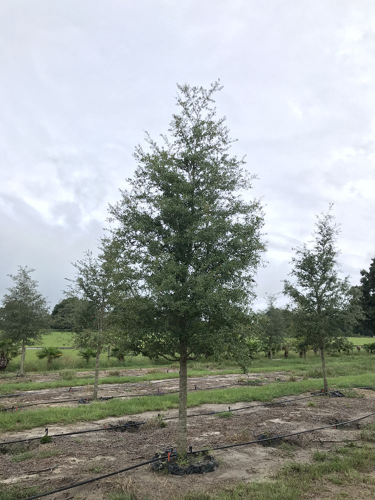 quercus-virginiana-live-oak-southern-oak-tree