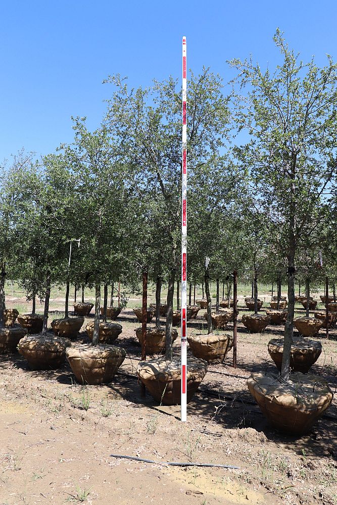 quercus-virginiana-live-oak-southern-oak-tree