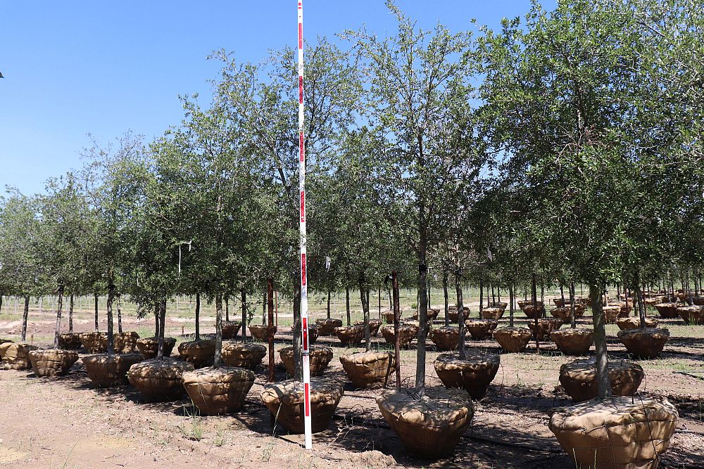 quercus-virginiana-live-oak-southern-oak-tree
