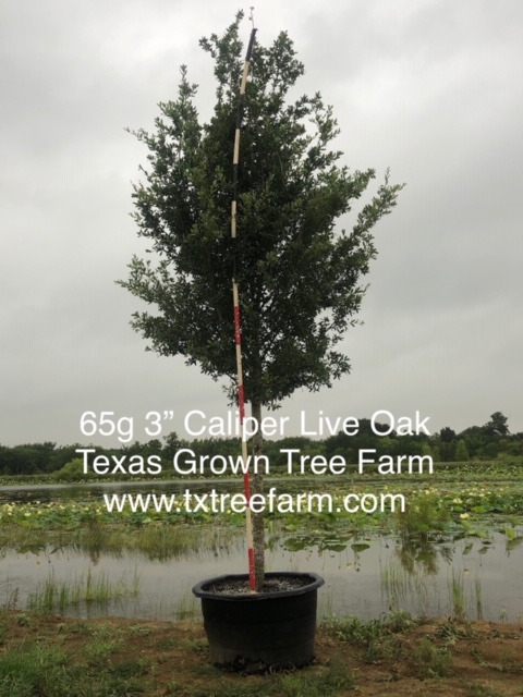 quercus-virginiana-live-oak-southern-oak-tree