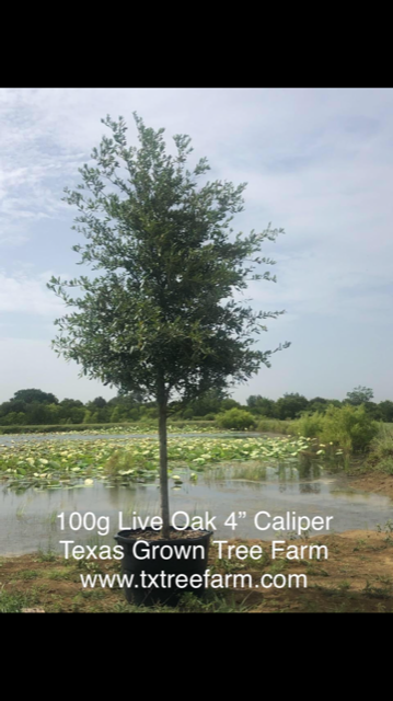 quercus-virginiana-live-oak-southern-oak-tree