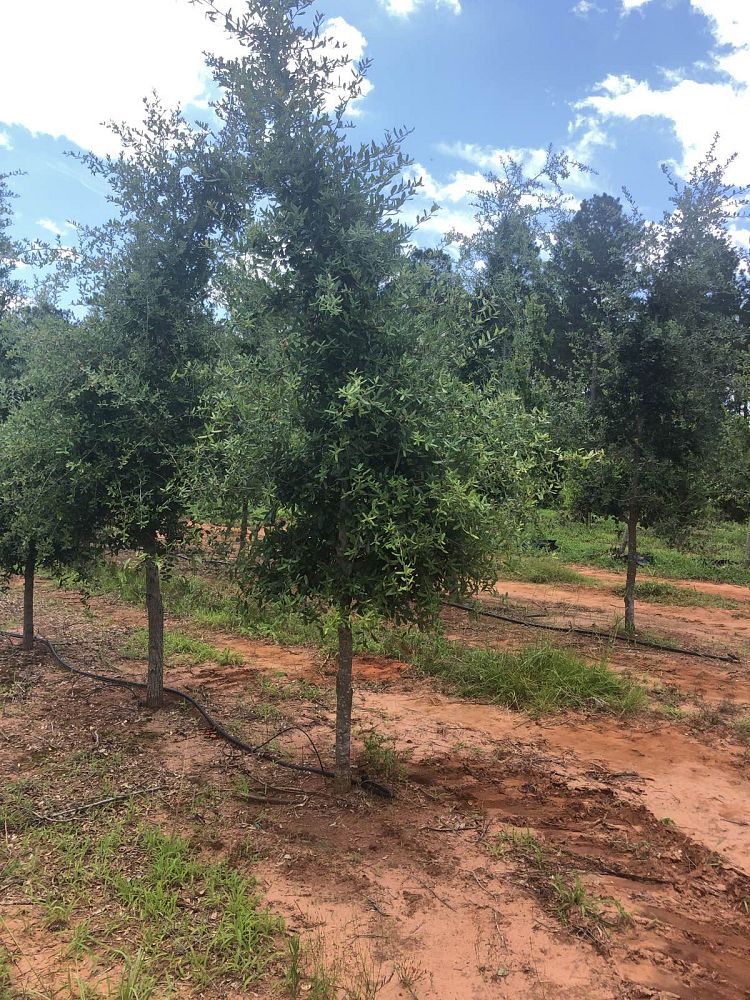 quercus-virginiana-live-oak-southern-oak-tree