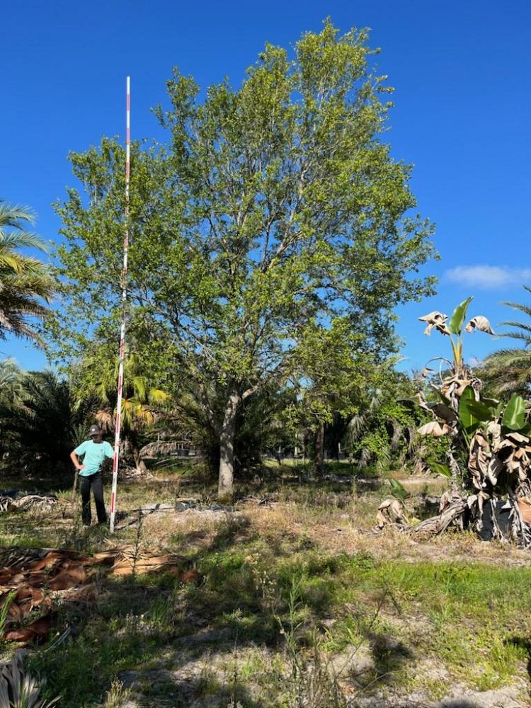 quercus-virginiana-live-oak-southern-oak-tree