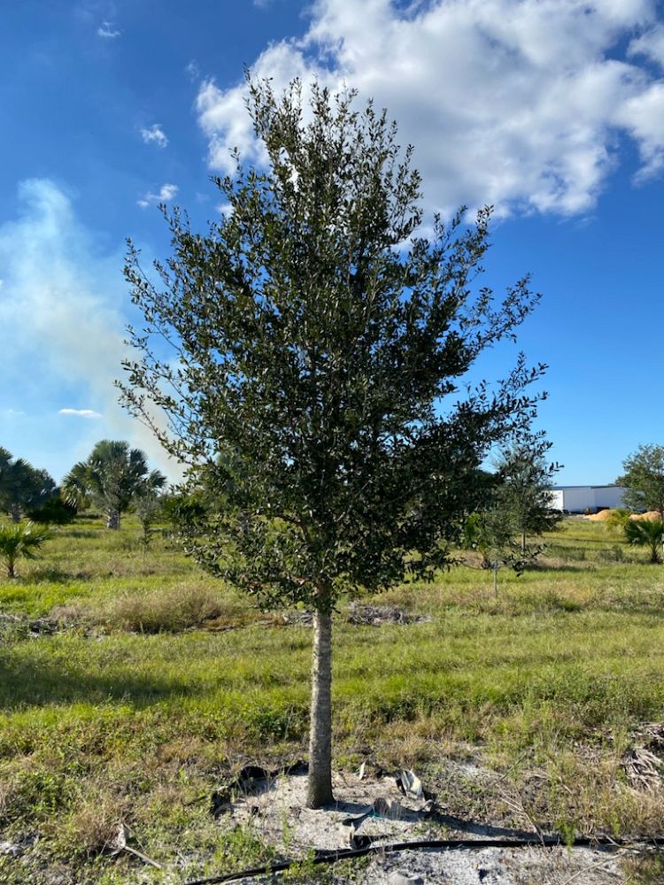 quercus-virginiana-live-oak-southern-oak-tree