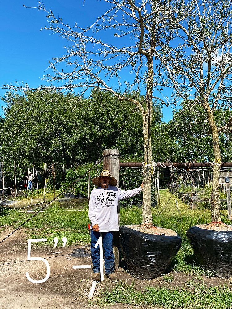 quercus-virginiana-live-oak-southern-oak-tree