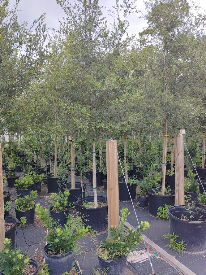 quercus-virginiana-live-oak-southern-oak-tree