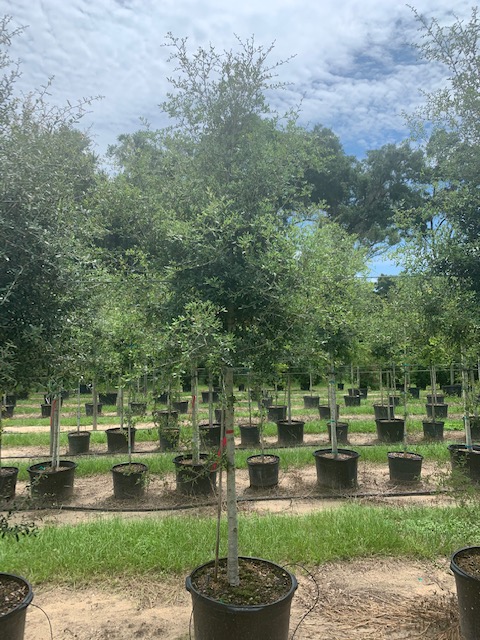 quercus-virginiana-live-oak-southern-oak-tree