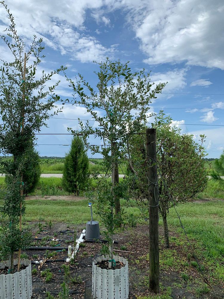 quercus-virginiana-live-oak-southern-oak-tree