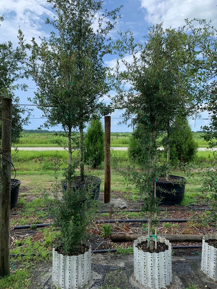 quercus-virginiana-live-oak-southern-oak-tree