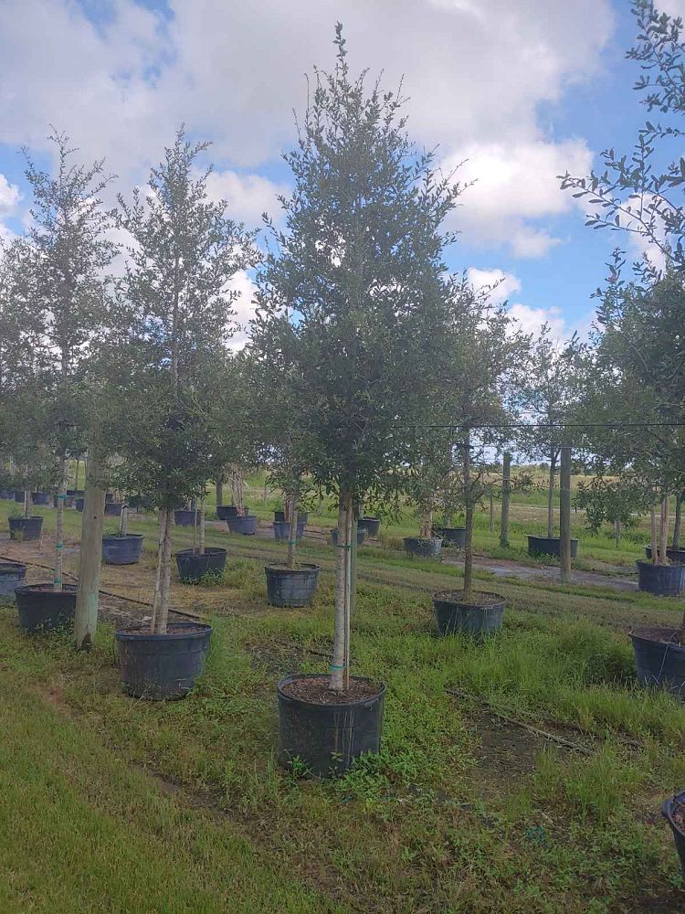 quercus-virginiana-live-oak-southern-oak-tree