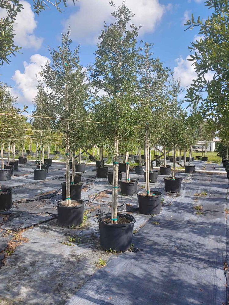 quercus-virginiana-live-oak-southern-oak-tree