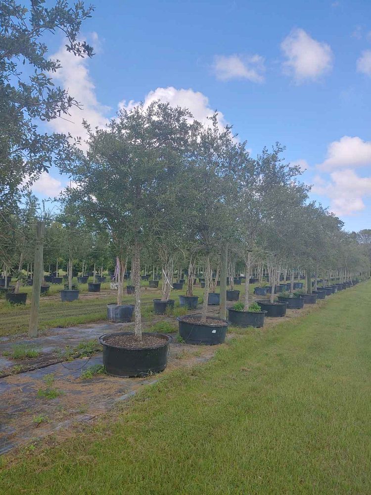 quercus-virginiana-live-oak-southern-oak-tree