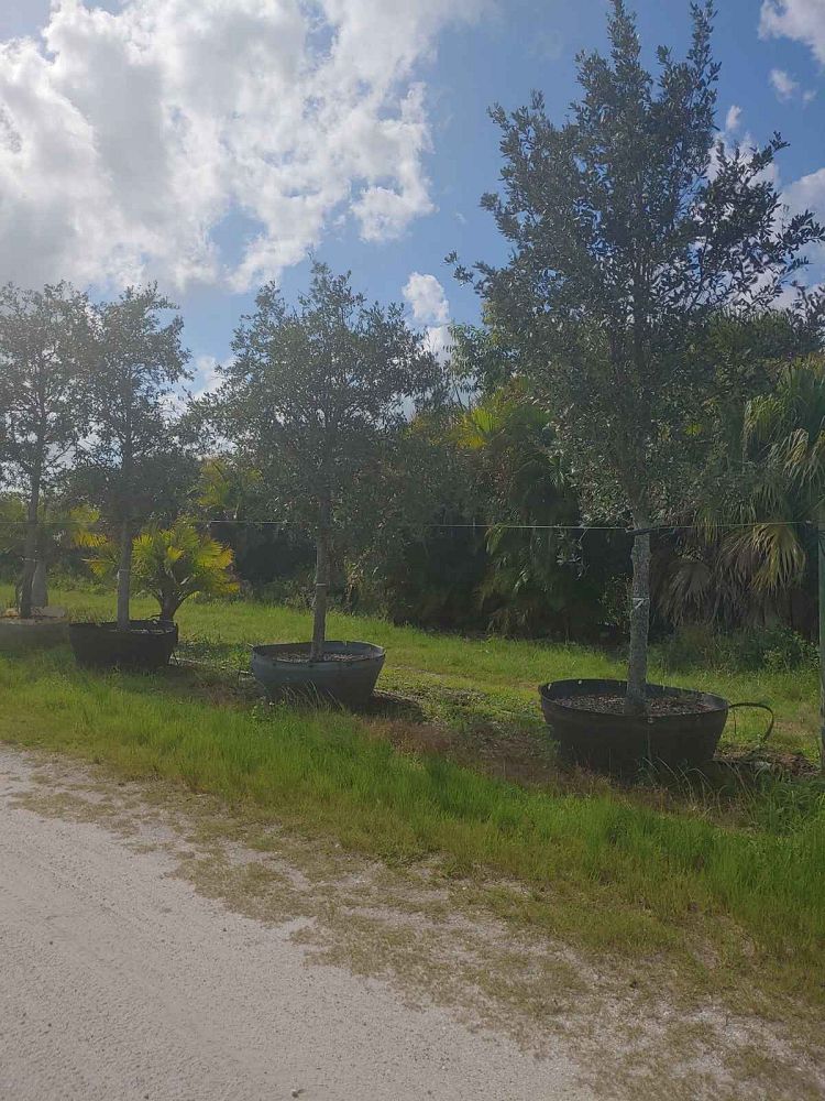 quercus-virginiana-live-oak-southern-oak-tree