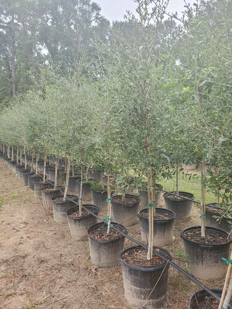 quercus-virginiana-live-oak-southern-oak-tree