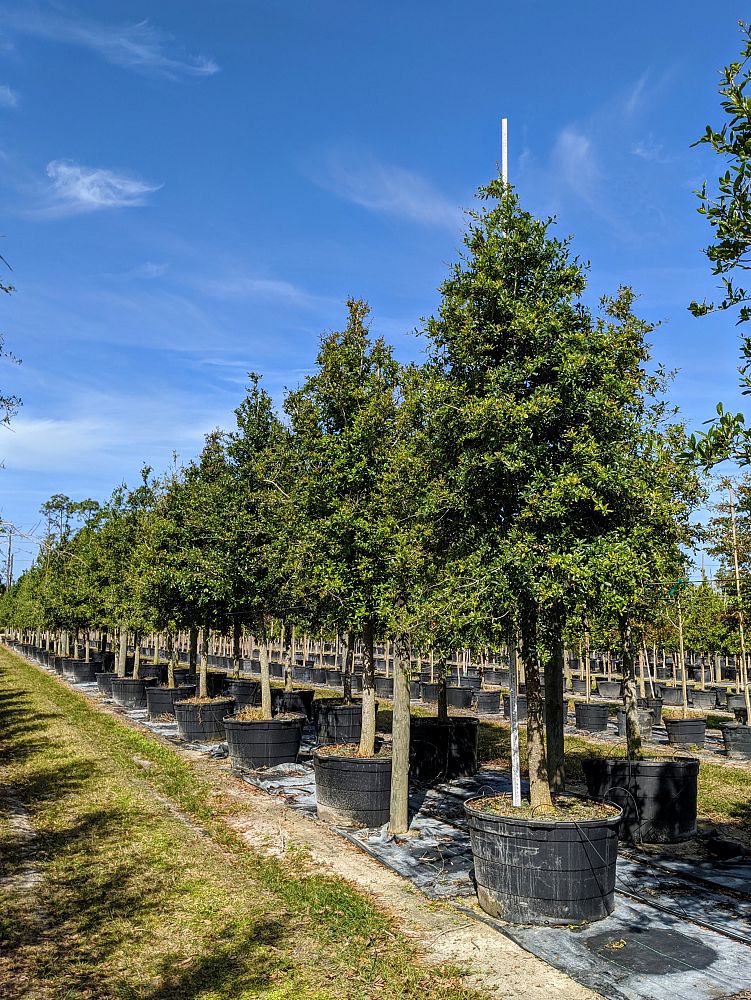 quercus-virginiana-live-oak-southern-oak-tree